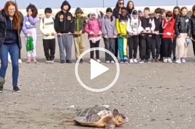 Gli alunni in spiaggia assistono alla liberazione di una tartaruga da parte degli esperti della Fondazione Cetacea